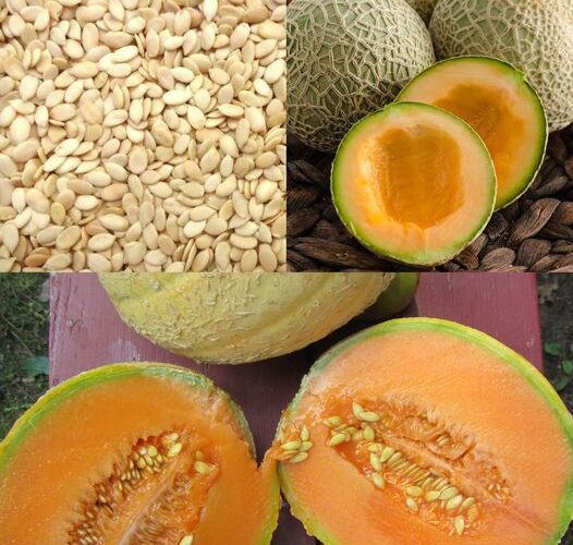 Discover the Amazing Benefits of Melon Seeds