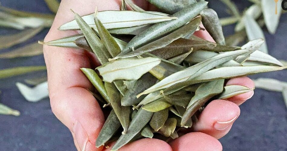It Cures 70 Diseases and Is the Secret to Longevity – This Plant Is a Gift from God (Did You Know That)