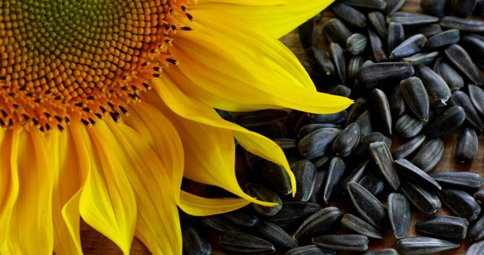 Miracle Seeds That Prevent Blood Clots and Heart Attacks!