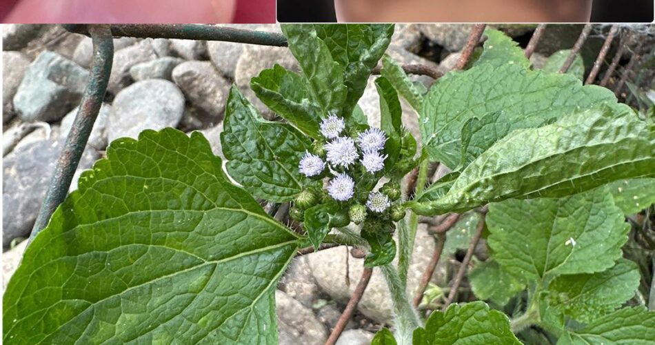 Ageratum conyzoides (Billygoat Weed) 15 Incredible Benefits and How to Use It