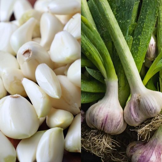 Take Garlic But Avoid This Common Mistake Most People Get This Wrong