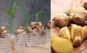 A Step-by-Step Guide to Growing Ginger in Water
