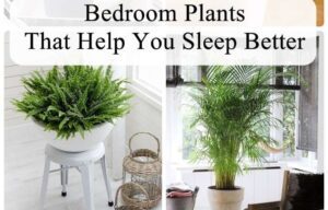 Bedroom Plants That Help You Relax & Sleep Better