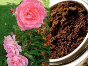 Discarding Coffee Grounds is a Big Mistake A Valuable Ally for Home and Garden