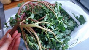 Discovering the Delight of Purslane A Tasty Treasure from the Garden