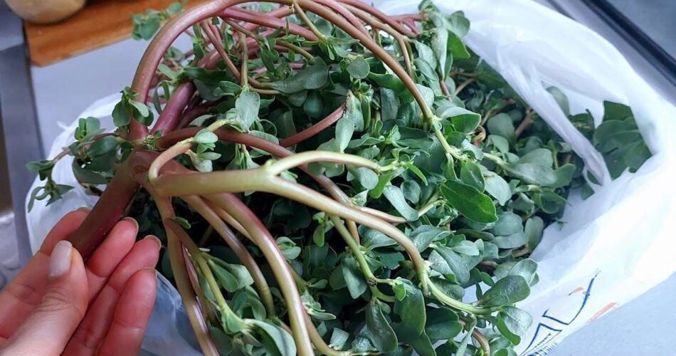 Discovering the Delight of Purslane A Tasty Treasure from the Garden