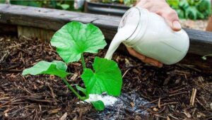 Double the Yield of Cucumbers with Natural Fertilizers