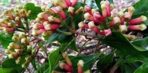 Easy Clove Growing Seed to Spice A Beginner’s Guide