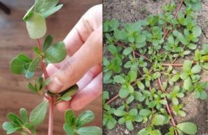 From Weed to Feast Unlocking the Nutritional Power of Purslane