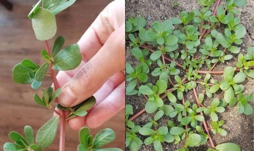 From Weed to Feast Unlocking the Nutritional Power of Purslane
