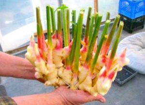 Mistakes to Avoid When Growing Ginger in Containers for a Bountiful Harvest