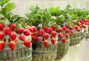 How to Grow Strawberries at Home