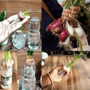 Onions and Garlic How to Grow Them at Home and Save Money