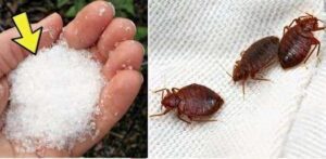 Say Goodbye to Bedbugs in Your Garden with These Natural Remedies