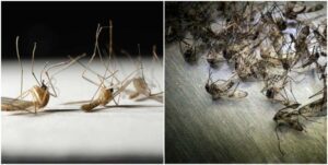 Say Goodbye to Flies and Mosquitoes with This Homemade Trap