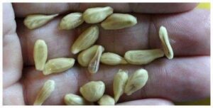 The Hidden Potential of Lemon Seeds