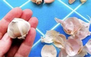 Why Garlic Peels are Like Hidden Treasures
