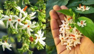 Discover the Hidden Health Treasures of Night Jasmine (Raat Ki Rani)