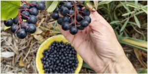 Discover the Power of Aronia Tea Your Heart and Mind’s Best Friend