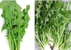 Embracing the Extraordinary Dandelion