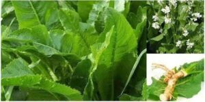 Horseradish Leaf Powder Nature’s Wonder in Your Wellness Journey