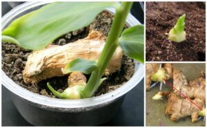 How To Grow An Endless Supply Of Ginger At Home. It’s Easy!