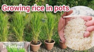 How to Grow Rice from Store-Bought Brown Rice at Home in a Pot