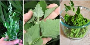 Lamb’s Quarters Wild Spinach The Underestimated Superfood with Maximum Health Benefits