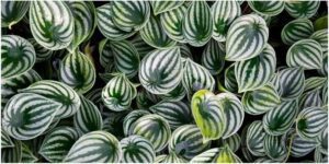 Peperomia Perfection Your Guide to Growing and Caring for This Lovely Plant