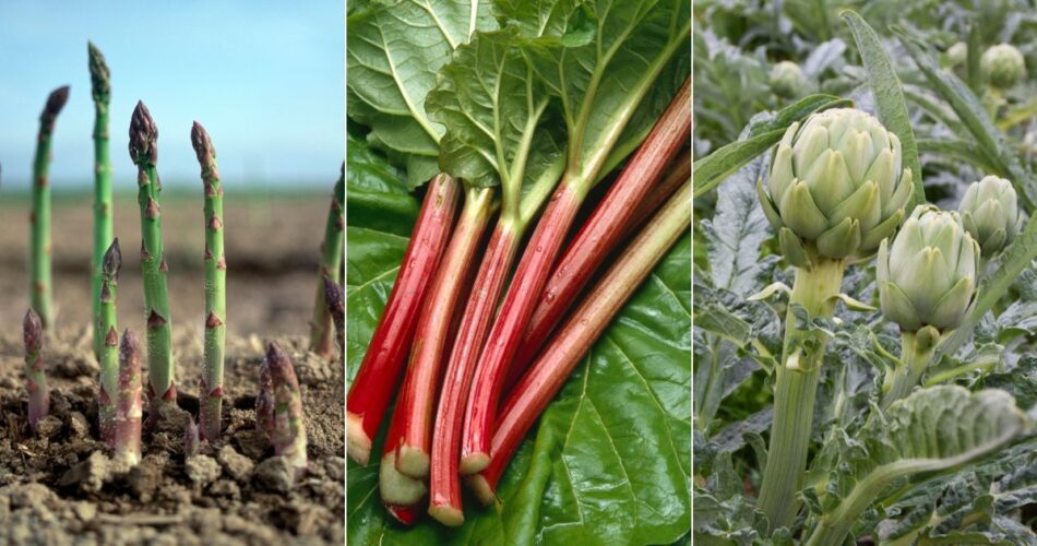 Plant Once, Harvest Forever 15 Perennial Veggies for Endless Abundance