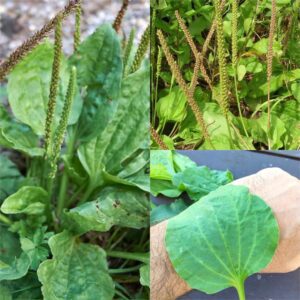 The Wonders of Plantago Major Nature’s All-Round Healer