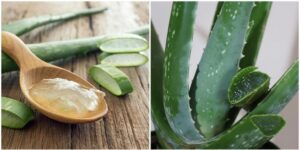 Unlock the Secret to Luxurious Locks Aloe Vera, Your Hair’s Best Friend