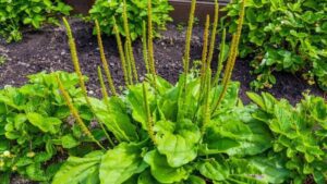 Broadleaf Plantain Nature’s Healing Herb Uncovered
