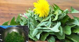 Dandelion Leaf Unveiling the Health Benefits and Potential Side Effects