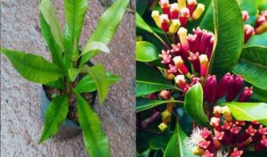 How To Easy Clove Growing Seed to Spice