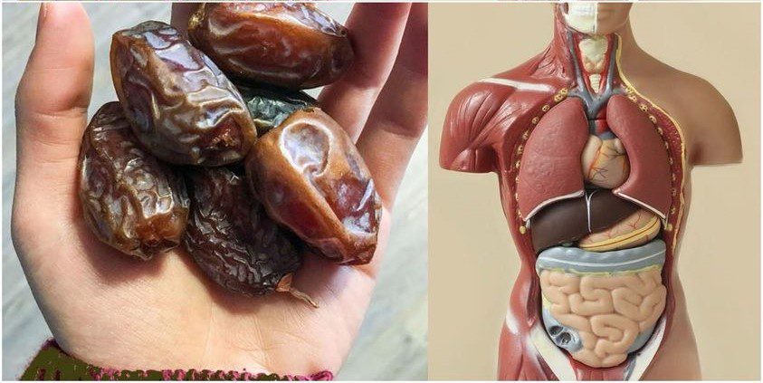 The Health Benefits of Dates A Week of Sweet Transformations