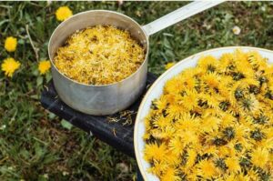The Magic of Dandelion Tea in Your Garden