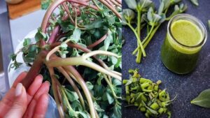 Why You Should Embrace Purslane in Your Garden-8 Compelling Reasons