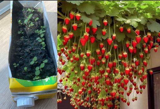 Growing Sweet Success A Comprehensive Guide to Planting, Growing, and Caring for Strawberries