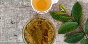 How to Make Guava Leaf Tea