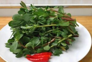 Nature’s Pharmacy The Incredible Benefits of Purslane