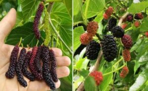 The Mighty Mulberry A Homesteader’s Best Friend