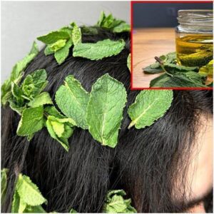 Boost Your Hair Growth with Mint Oil