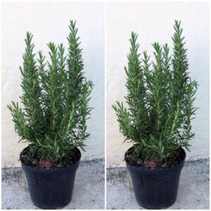 Discover the Power of Rosemary for Hair Growth Stronger Than Lemon and Garlic
