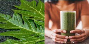 Discover the Remarkable Benefits of Papaya Leaves and How to Use Them as a Natural Remedy