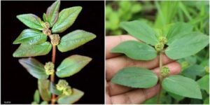 Exploring the Benefits of Euphorbia Hirta A Natural Wonder