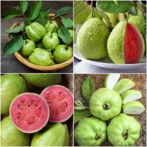 Guava Benefits and Side Effects Health Benefits of Guava Fruit