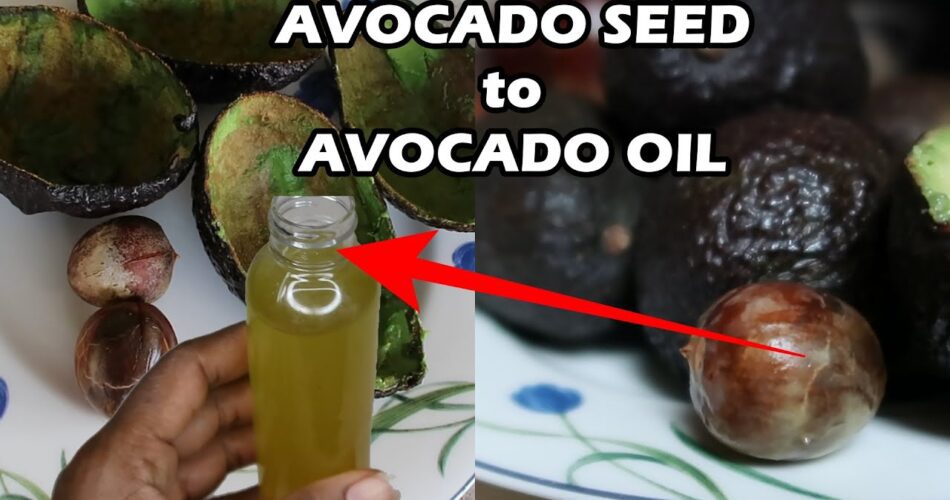 How to Make Avocado Oil from Avocado Seed and Skin for Natural Hair Growth