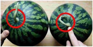How to Pick a Perfectly Sweet Watermelon Easy Tips at a Glance