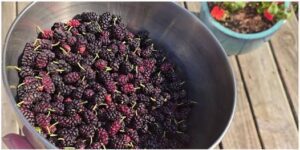 Quick and Easy Guide to Harvesting Mulberries